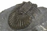 Scabriscutellum Trilobite - Nice Shell Detail #312798-4